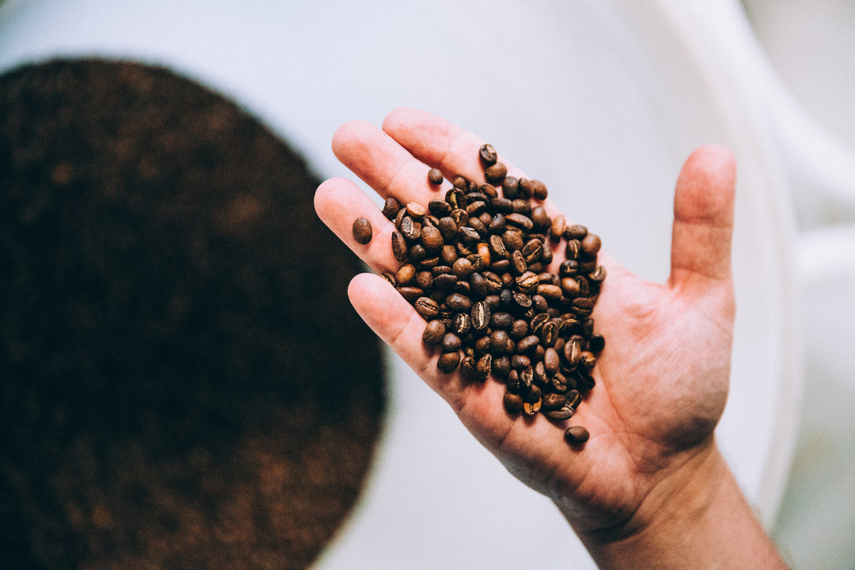 Hand holding freshly roasted coffee beans at the Di Pacci roasting academy in Roselands, Sydney